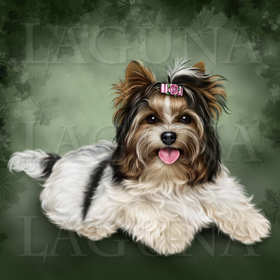 Biewer Yorkie