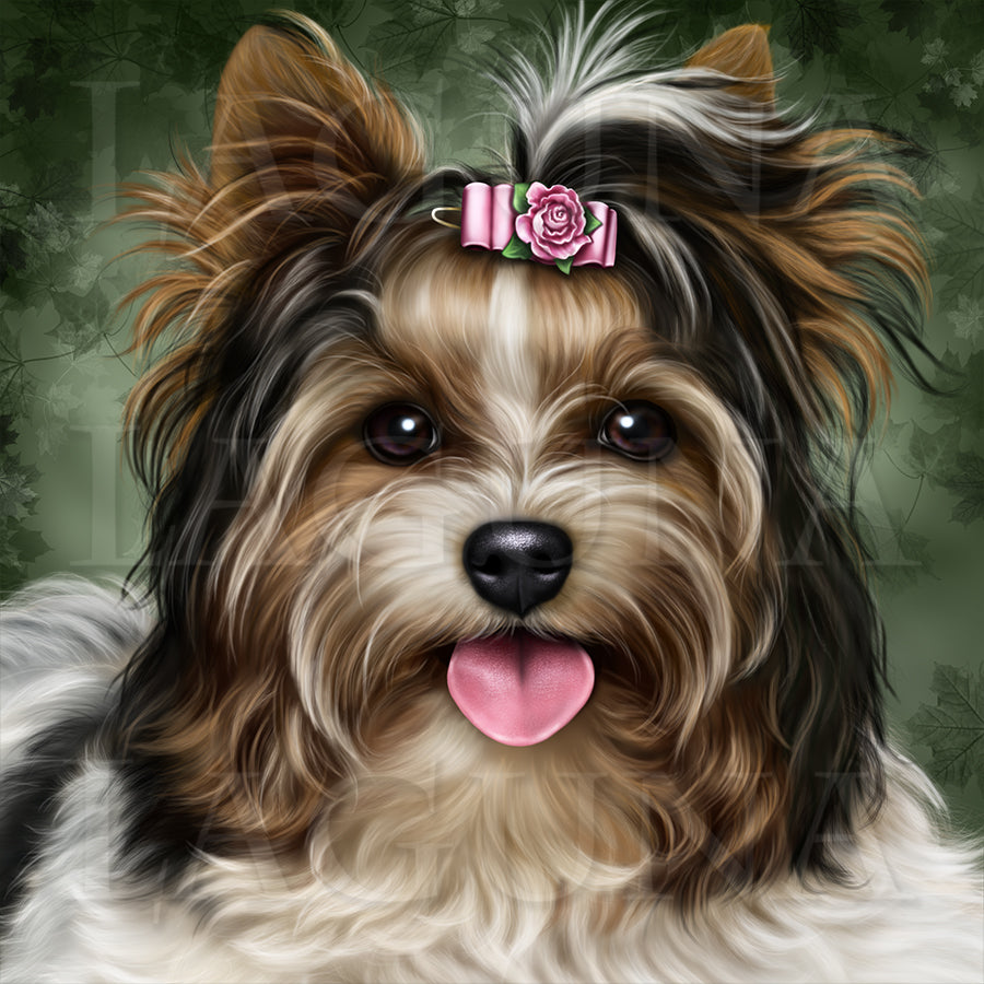 Biewer Yorkie