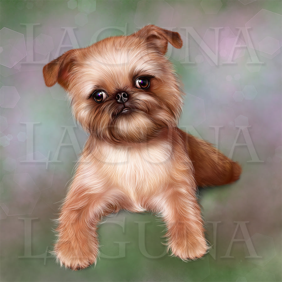 Brussels Griffon Puppy