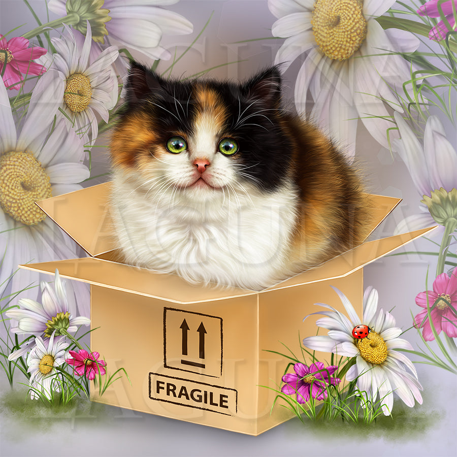 Fragile (Kitten in Box)