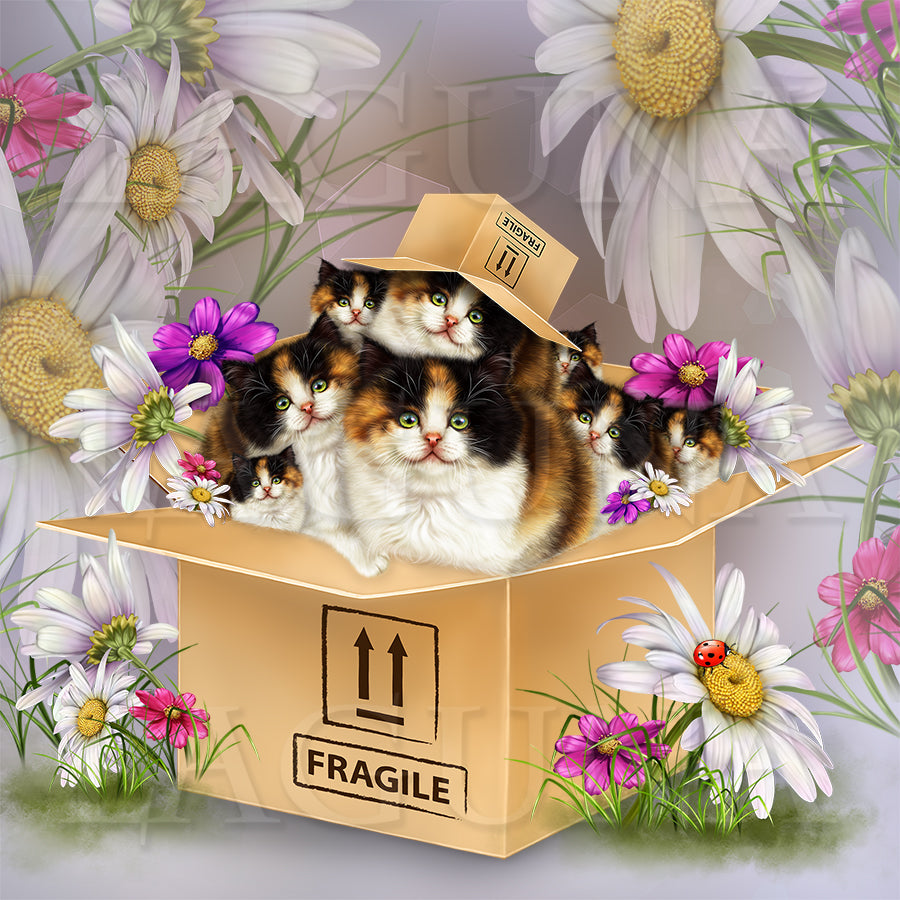 Fragile (Kitten in Box)