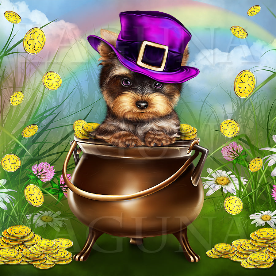 Leprechaun Yorkie