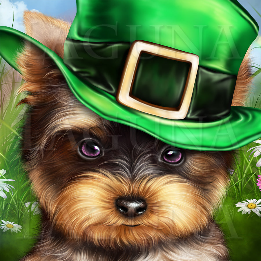 Leprechaun Yorkie
