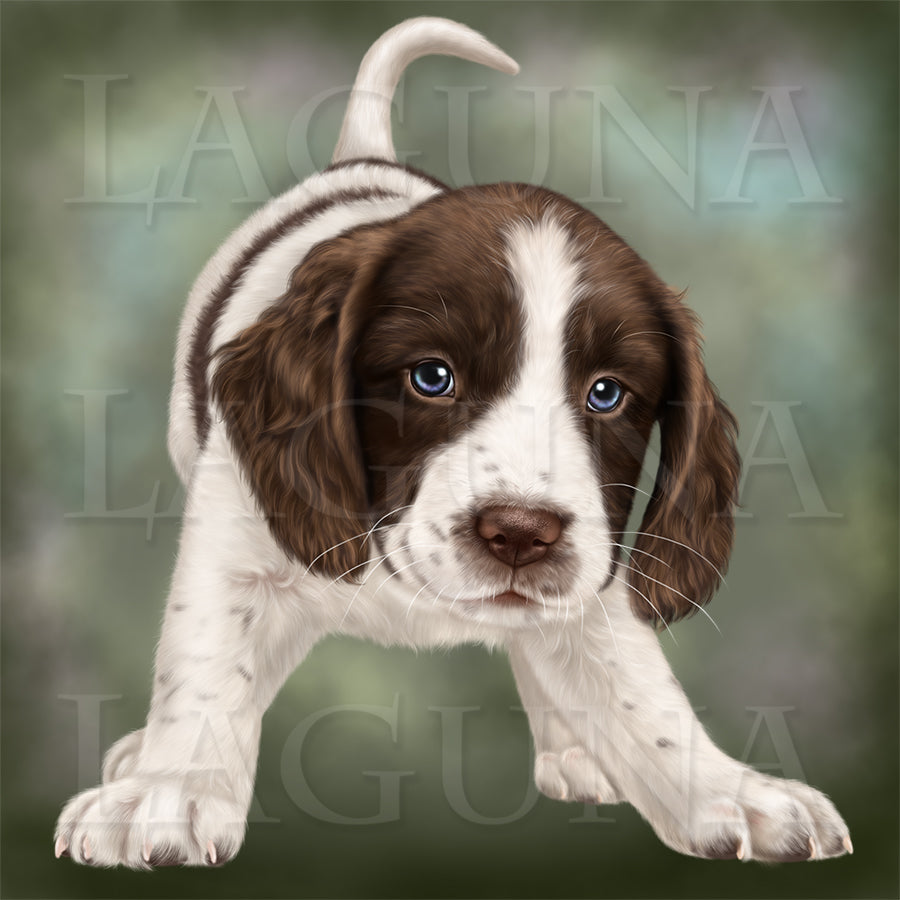 Spaniel Puppy