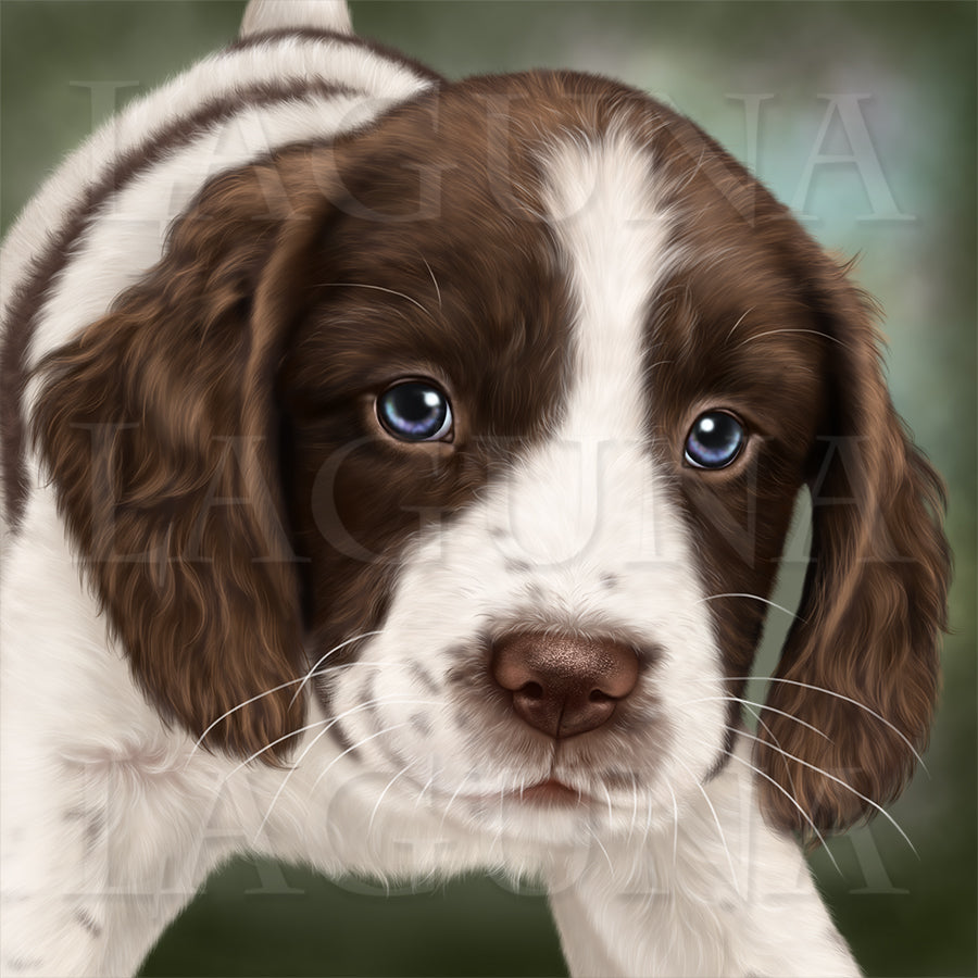 Spaniel Puppy