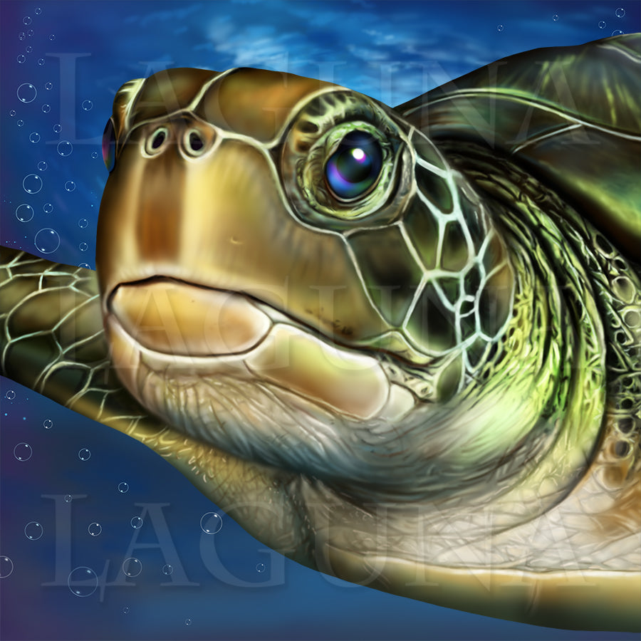 Turtle Ride