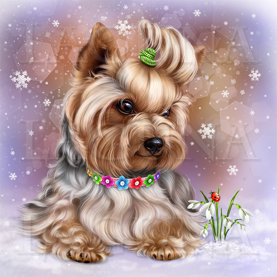 Yorkie and Snowdrops