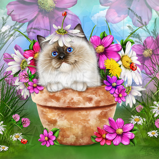 Kitty in Pot