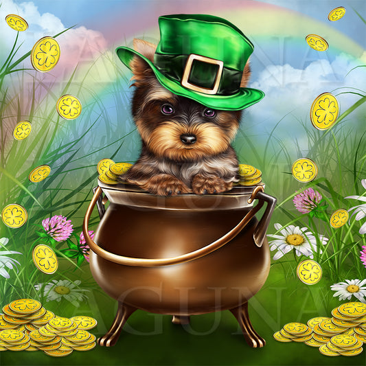 Leprechaun Yorkie