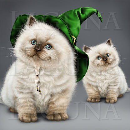 Witch with a British Colorpoint Kitten
