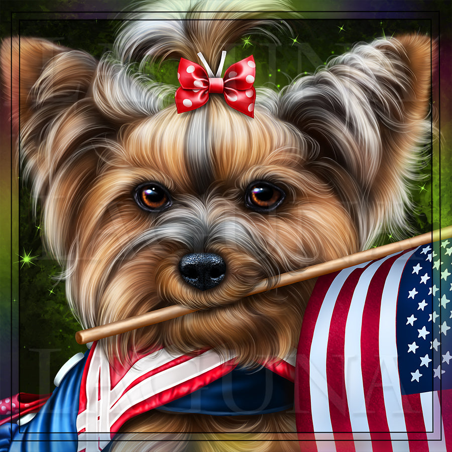 Yorkie (4th of July)